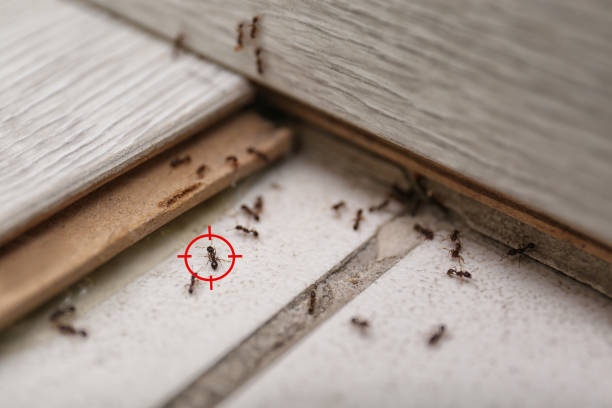 Reliable Berkeley, CA Pest Control Solutions